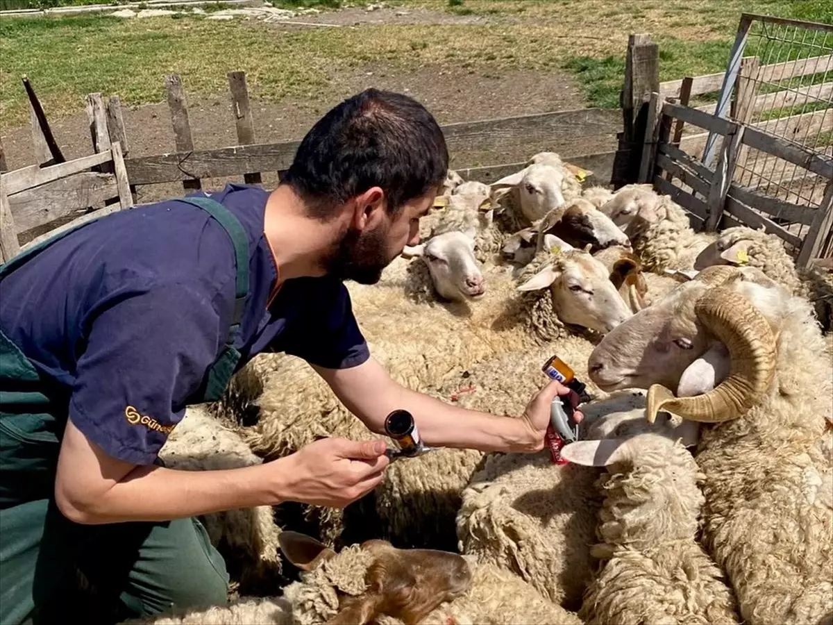 Kırklareli’nde Küçükbaş Aşılamaları Sürüyor