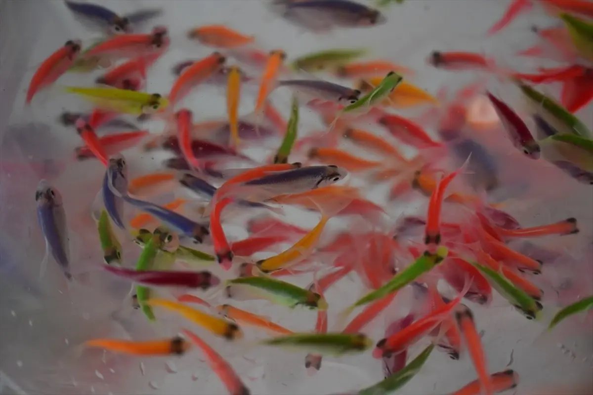 Süs Balığı Üretiminde Başarı Hikayesi