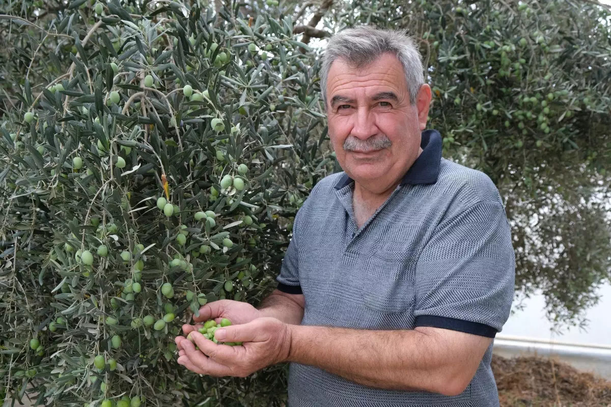 alanyada zeytin hasadi basladi rekolte yuzde 40 d dustu rxXAUlNT.jpg