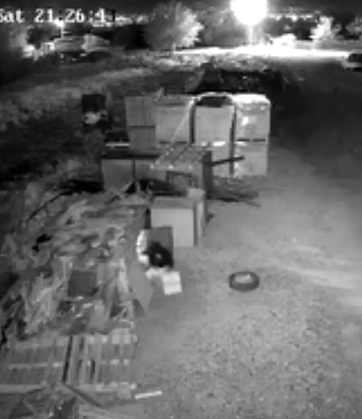 elazigda guvercin hirsizligi guvenlik kamerasinda 7vNwRJwa.jpg