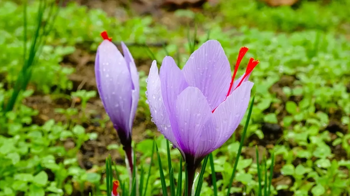 safran festivali safranboluda tamamlandi Bu5rKRvZ.jpg