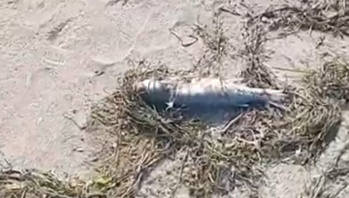 sahilde cok sayida balik olu bulundu 9ZFuyBWW.jpg