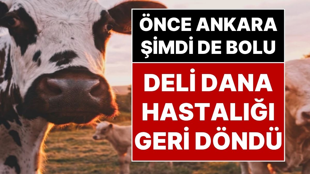 deli dana kabusu geri dondu ankaradan sonra boluda da deli dana hastaligi ortaya cikti 6cI2IDan.jpg